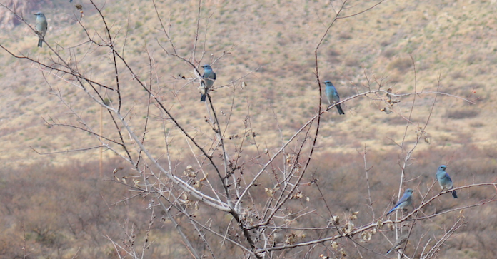 Books in Northport: Where Do Bluebirds Go When It Rains?