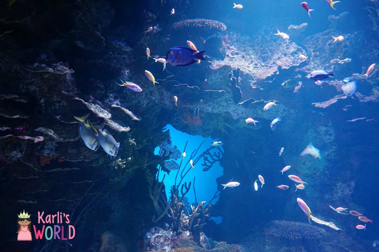 Karli s World Scavenger Hunt At The Georgia Aquarium Karli s World Scavenger Hunt At The Georgia Aquarium