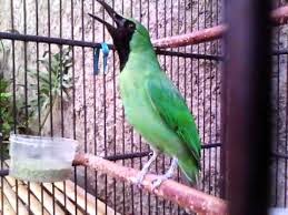 Cucak Ijo Biar Gacor Cucak Ijo Biar Gacor