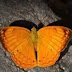 'Tamil Yeoman' or 'Tamil Maravan' declared as state butterfly