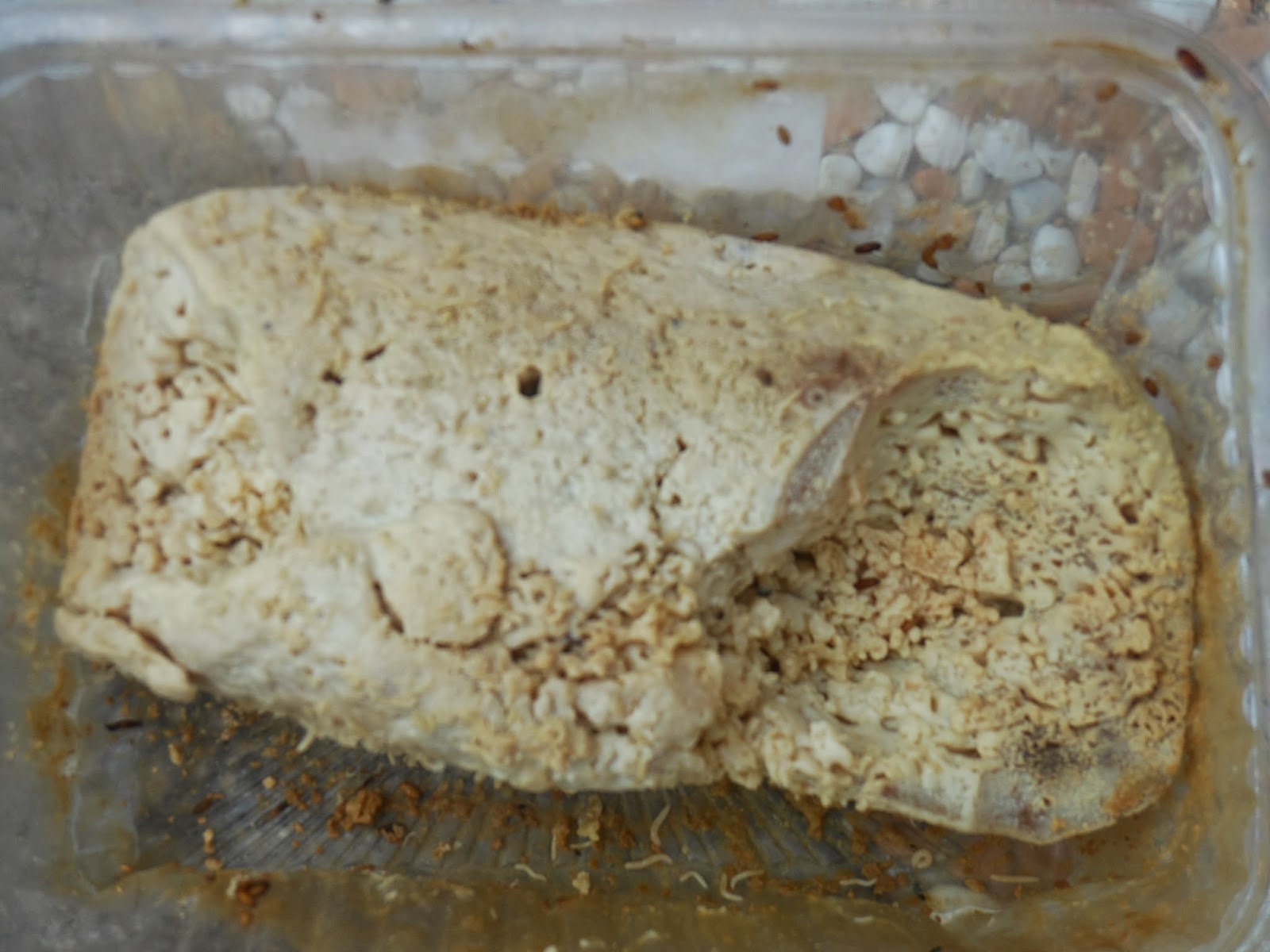 When in Rome MAGGOT CHEESE!!!!!!!!! aka casu matsu!