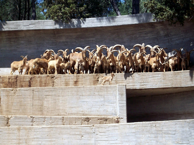 Un día en el zoo de Madrid - Preparar Maletas, blog de viajes