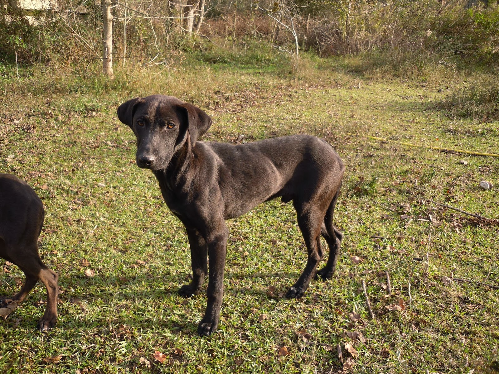 Catahoulas For Sale