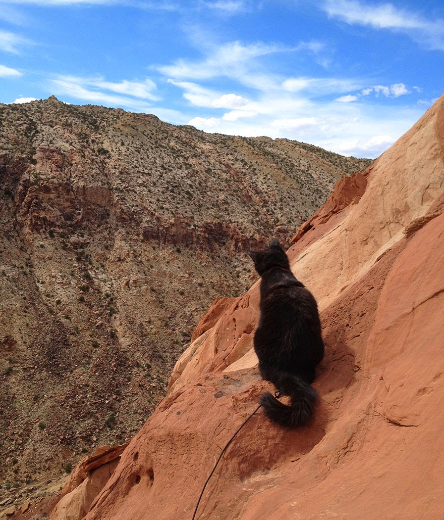Millie’s friend Kenneth leading a pitch in the American South-West - My Adopted Cat Is The Best Climbing Partner Ever