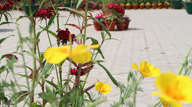 flowers-wallpaper-hd flowers-wallpaper-hd