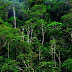 Rainforest Nature Wallpapers Background