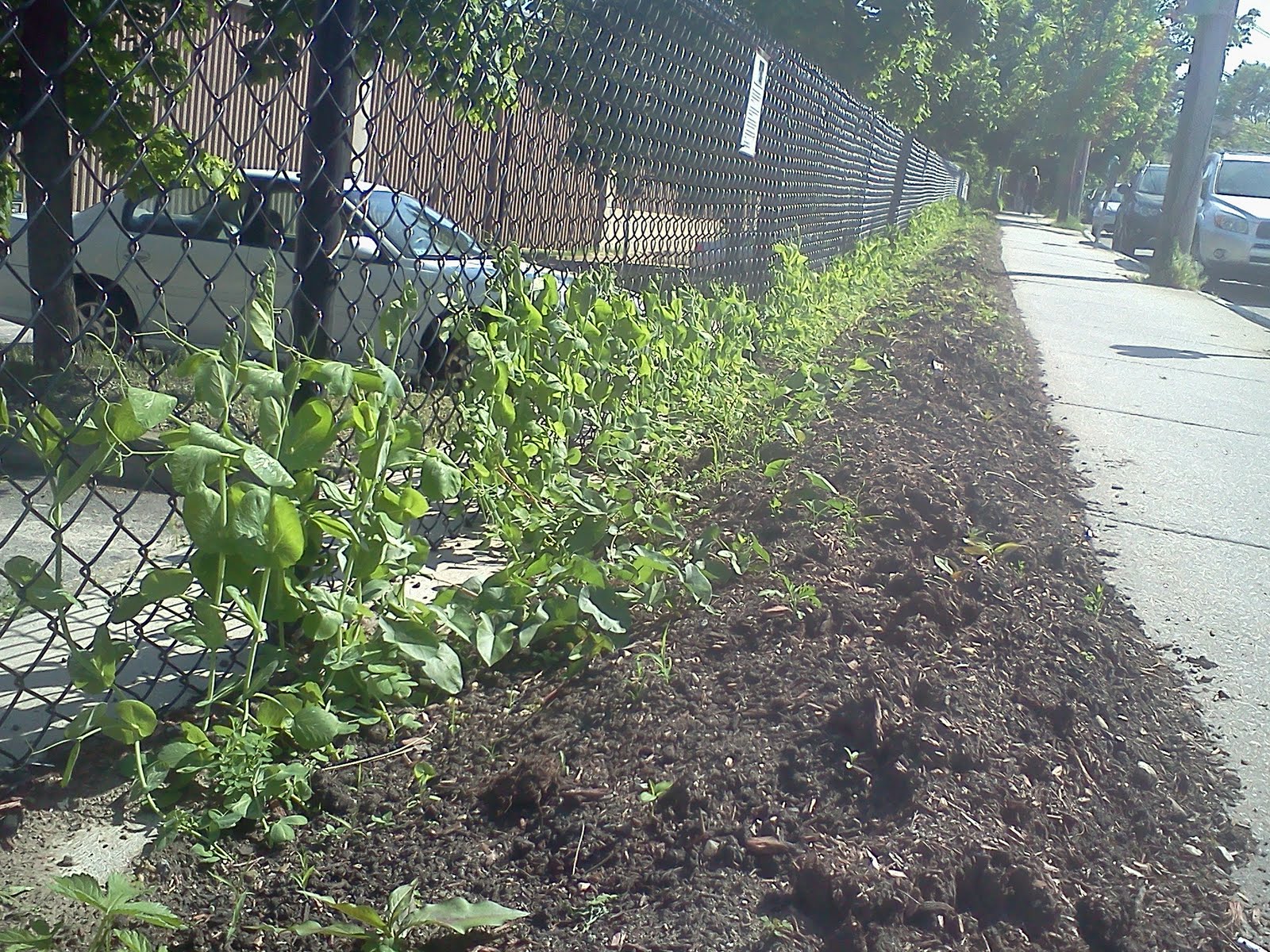 200 Foot Garden: May 2011