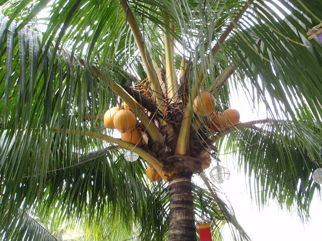 Xtremehorticulture of the Desert: Qatar Coconut Palm Possible but Difficult