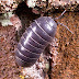 Study Finds 'Rollie Pollies' Remove Heavy Metals From Soil, Stabilizing Growing Conditions, Protecting Groundwater