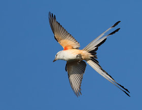 Scissor-tailed Flycatcher - Florida