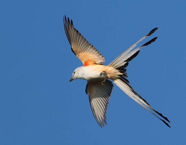Scissor-tailed Flycatcher - Florida Scissor-tailed Flycatcher - Florida