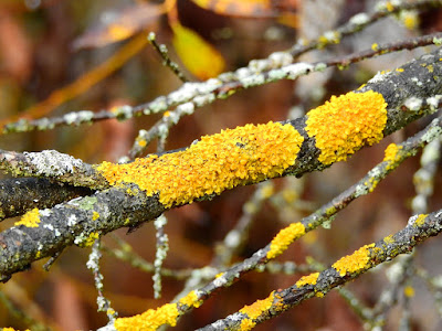 yellow lichens on tree branch in autumn