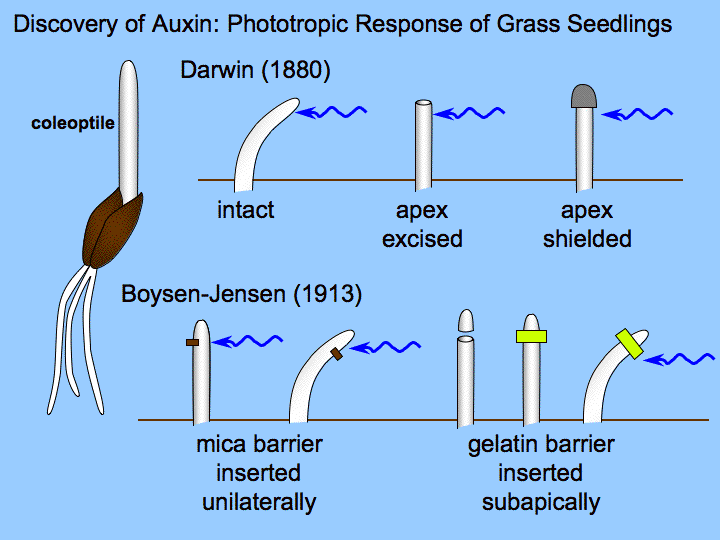 Discovery Of Auxins Biology Notes Plant Physiology A Level Biology discovery-of-auxins-biology-notes-plant-physiology-a-level-biology