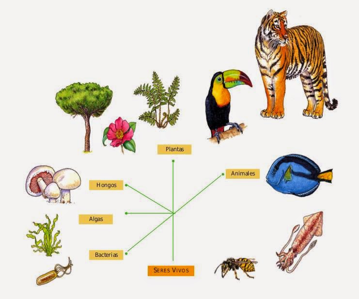 Categoria De Organismos Em Ecologia Que Alimentam De Outros Organismos