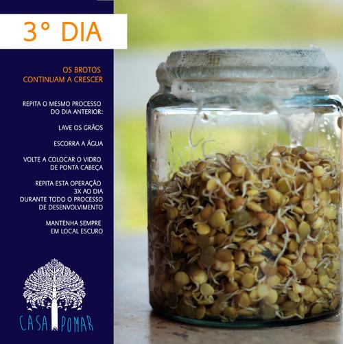 passo a passo para germinar lentilhas