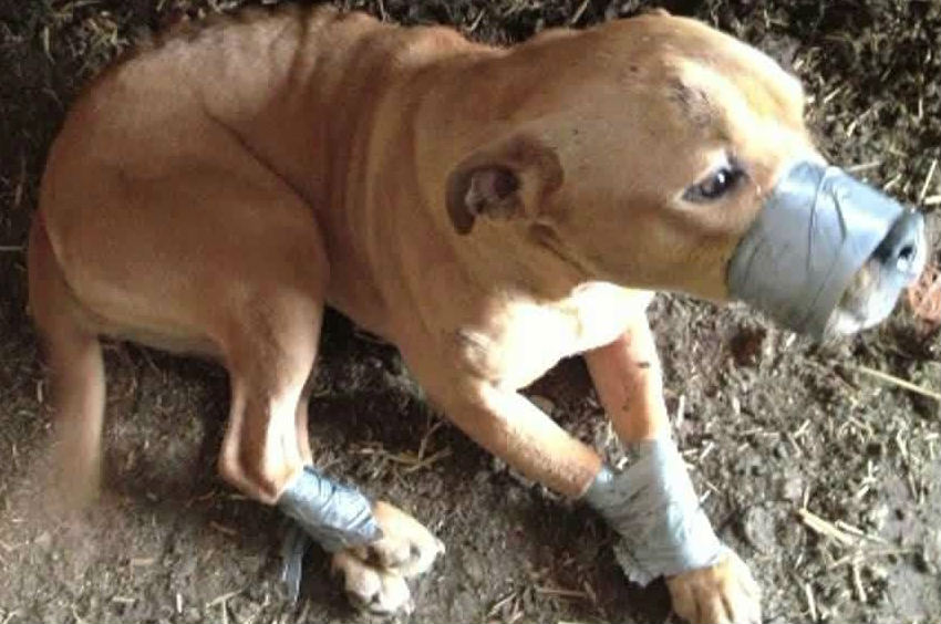 Today's News Kidnapped Dog Freed After Ransom Was Paid Nicknamed