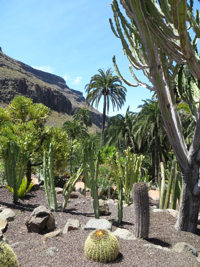 cactus garden palmitos park gran canaria