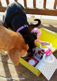 Sophie & Penny checking out their #SurpriseMyPet box - Get one for your dogs and SAVE 15% with #coupon code LAPDOG #JoinThePawty #LapdogCreations ©LapdogCreations