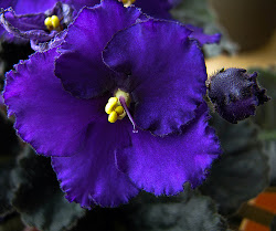 african violet violets