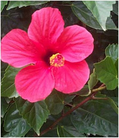 Tanaman Herbal Nusantara Kembang sepatu Hibiscus rosa Tanaman Herbal Nusantara Kembang sepatu Hibiscus rosa
