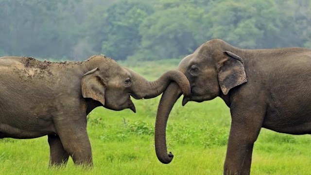 Sri Lankan Elephants 