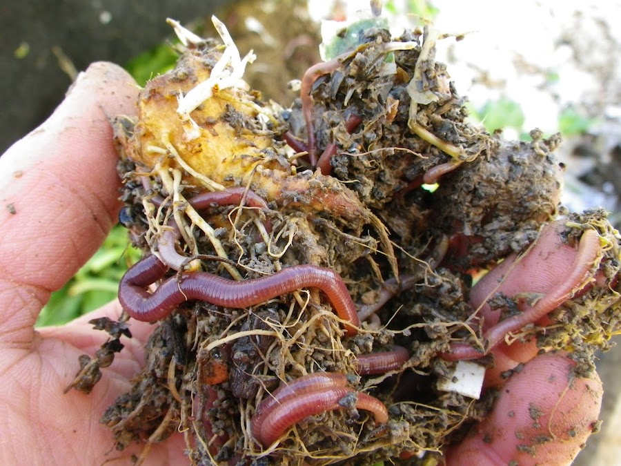 vermicompost