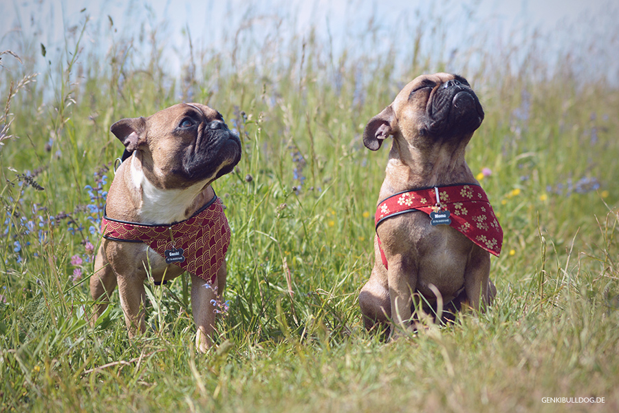 Hundeblog Genki Bulldog & Das perfekte Foto Hundeblog Genki Bulldog & Das perfekte Foto