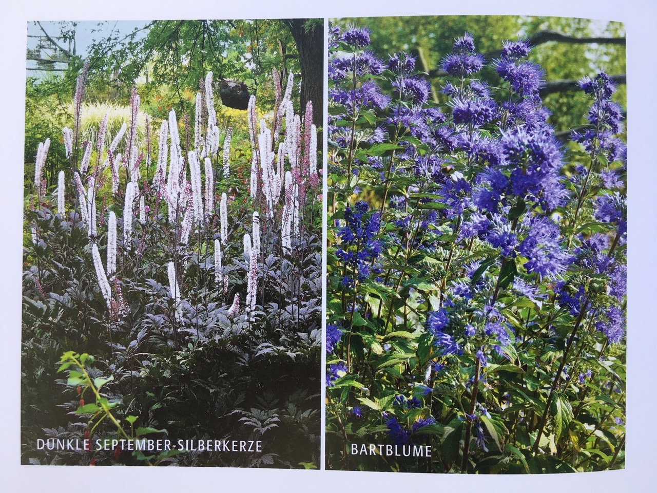 Der schneckenfeste Garten. Buchempfehlung und die Nöte einer GärtnerIn