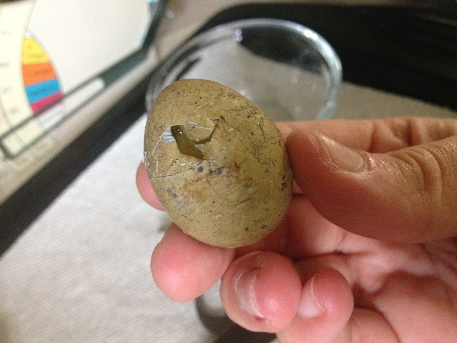 Midnight Acres Farm How to Crack a Quail Egg