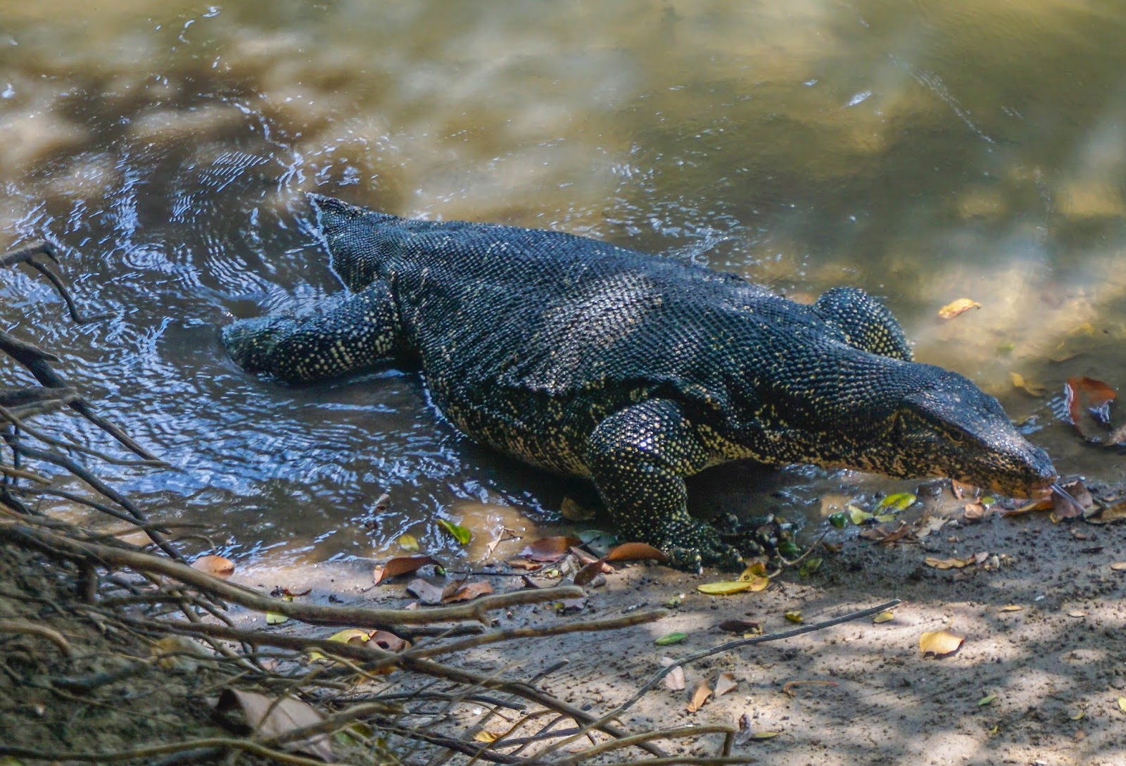 Cannundrums Asian Water Monitor