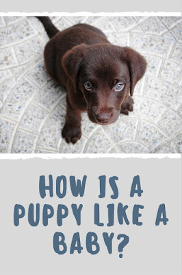 how is a puppy like a baby?