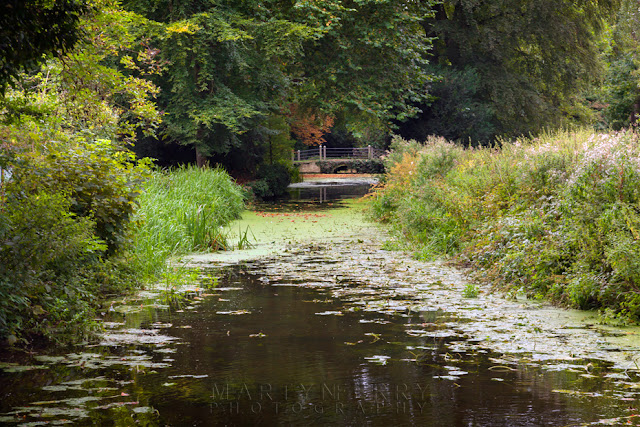 Summer scene along a river at Anglesey Abbey by Martyn Ferry Photography