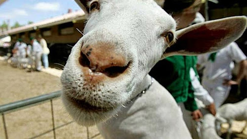 Cabra fazendo selfie em fazenda