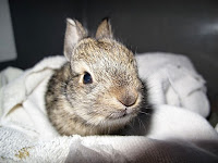 Baby bunny, Mary Cummins, Animal Advocates, wildlife rehabilitation, Los Angeles, Califoria