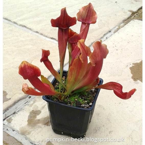 Carnivorous plant Sarracenia rubra 2017 brings the best size pitchers and colour Carnivorous plant Sarracenia rubra 2017 best size pitchers colour Pitcher Plant