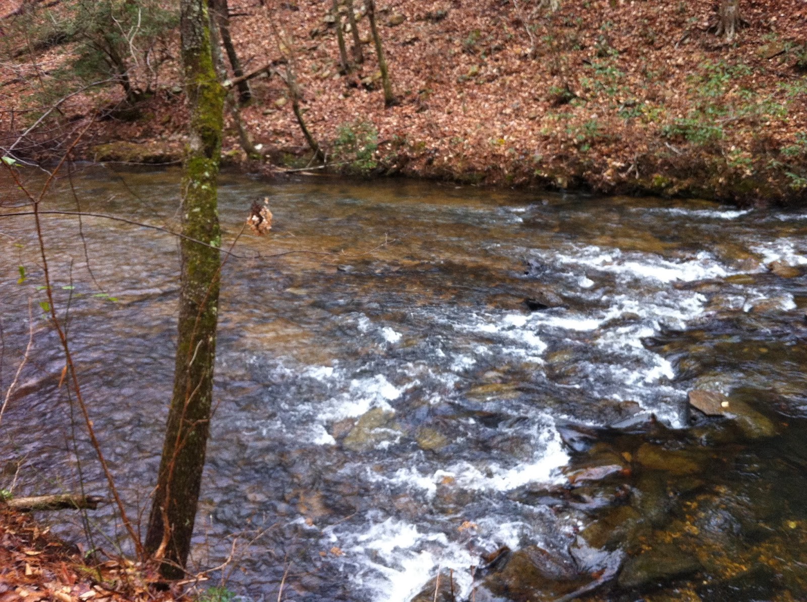 Our Fantastic Falcon Voyage Talladega National Forest Pine Glen
