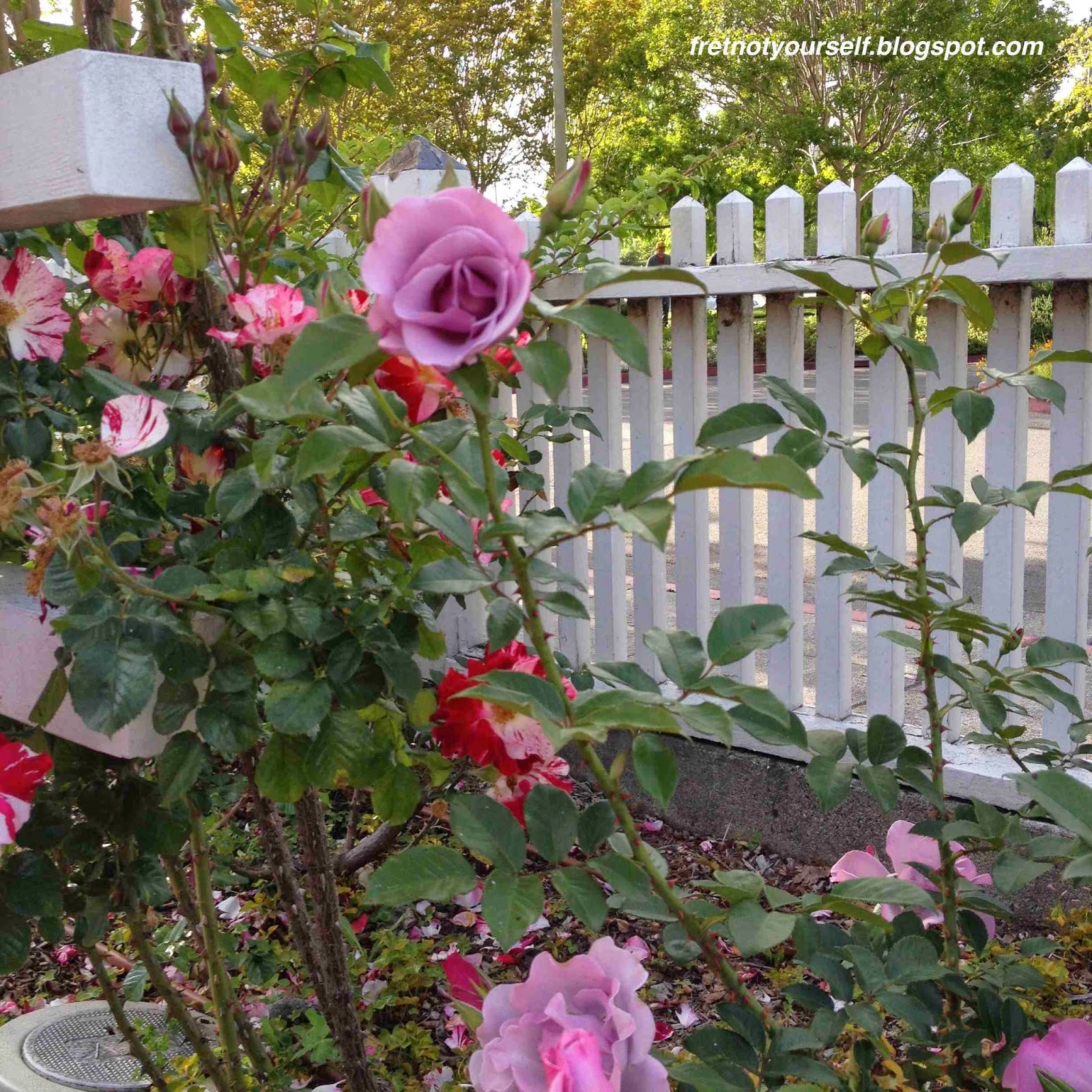 Blueberry Hill roses are a unique blue/purple shade of pink. Blueberry Hill roses, Luther Burbank gardens, Santa Rosa CA