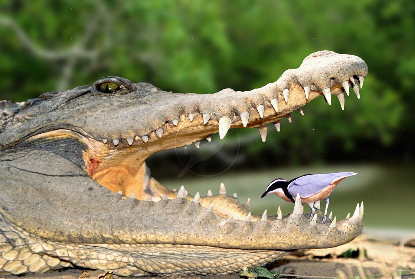 Mengenal Lebih Jauh Tentang Buaya ~ Sahabat Informasi