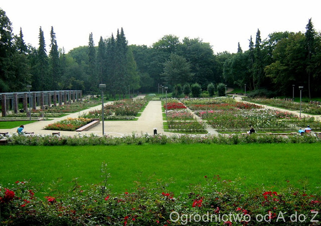 Szczecin "Różanka"