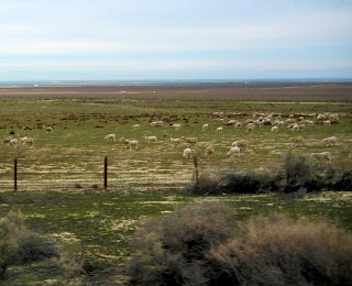 Sheep farms off of I-5