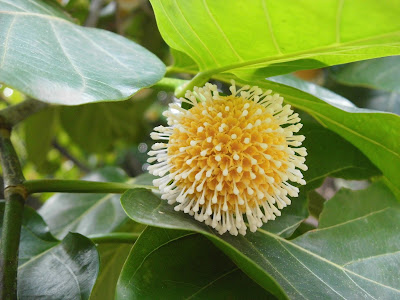 Gempol ( Nauclea orientalis )