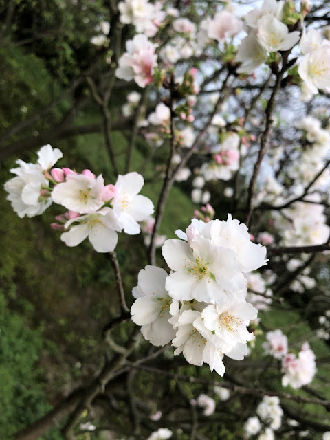2018陽明山花季 2018陽明山花季