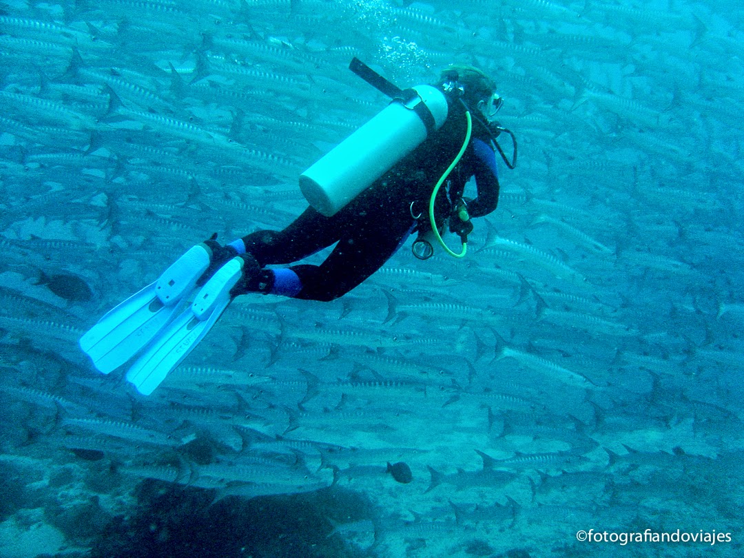 Cardumen de barracudas en Barracuda point, Sipadan