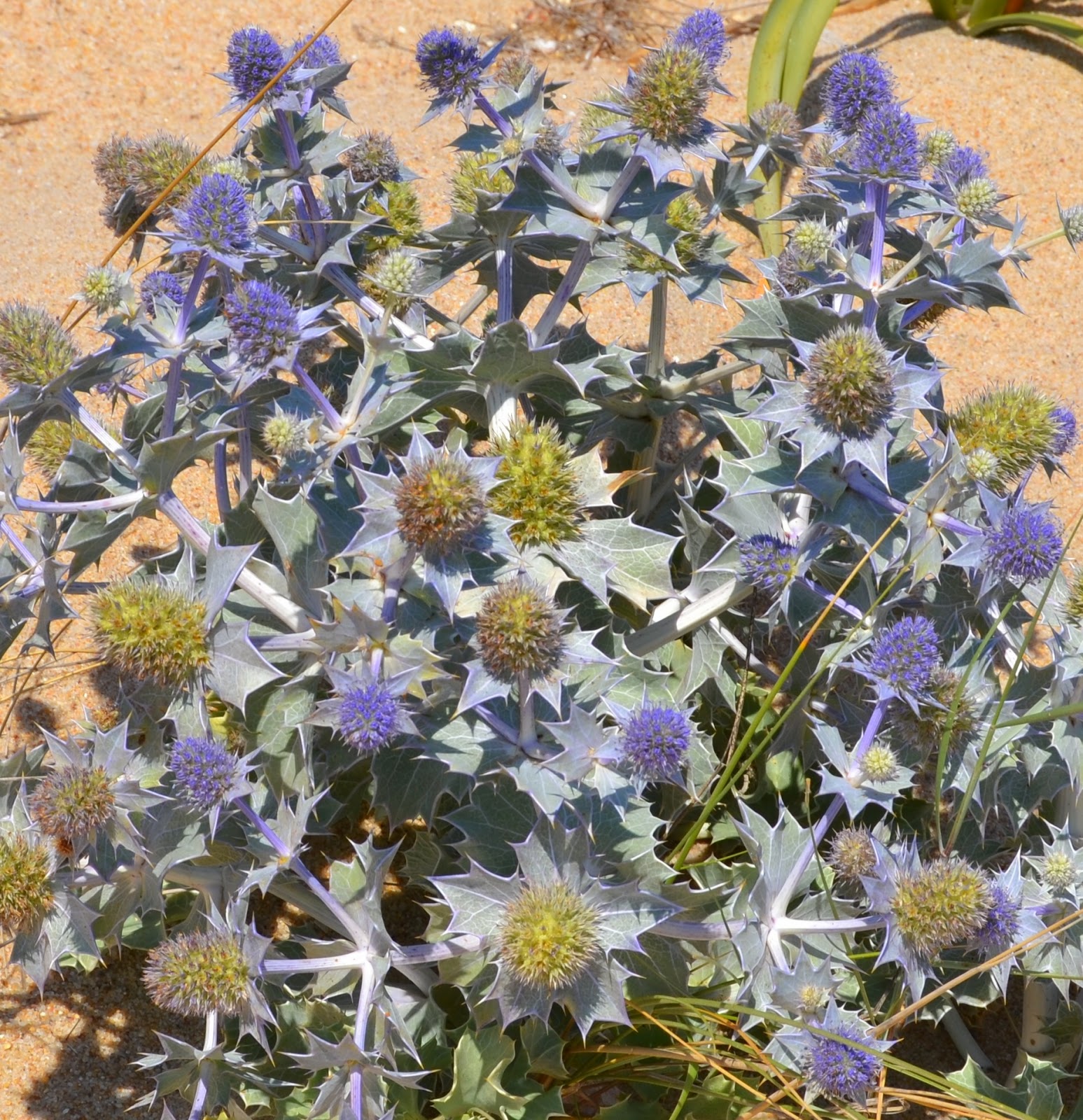 Plantas Beleza e Diversidade Cardomarítimo (Eryngium maritimum)