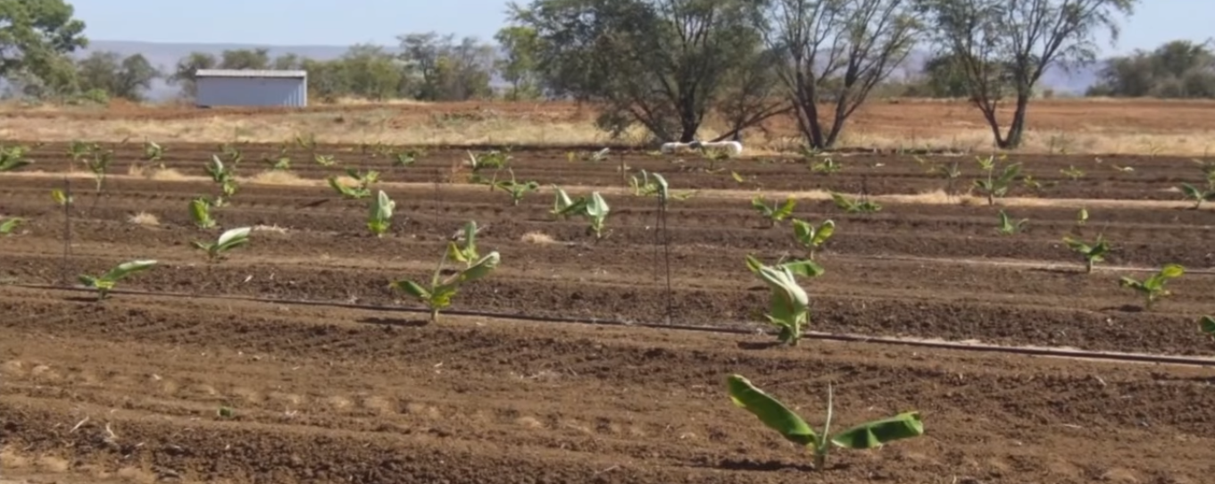 Land Preparation for Banana Cultivation Part I Banana Cultivation FRUITS
