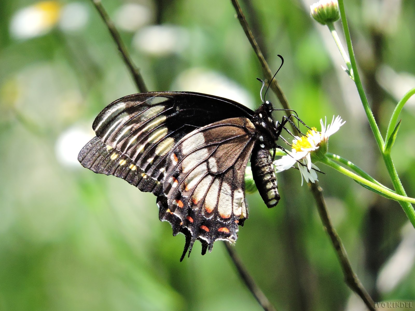 BUTZKE AGRÍCOLA E FLORESTAL TAIÓ/SC Pterourus scamander scamander
