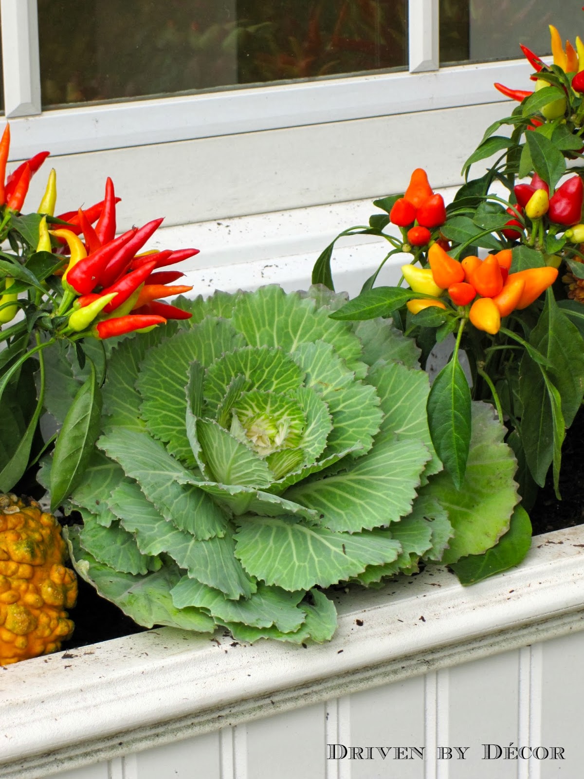 My Fall Window Boxes Driven by Decor