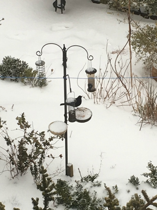 snow-covering-cardiff-garden-with-bird-feeder-and-blackbird-feeding