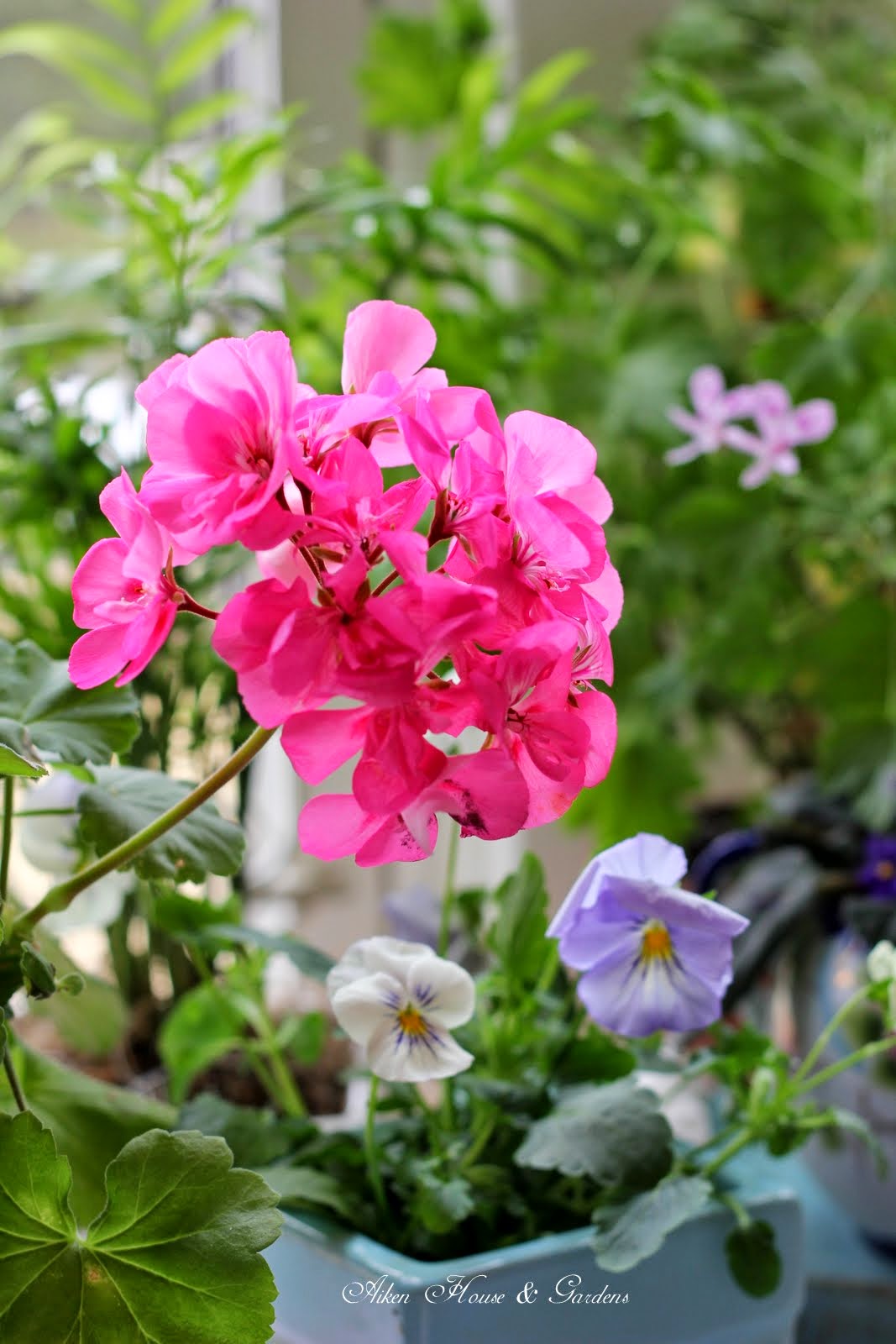 Aiken House & Gardens: Spring Color