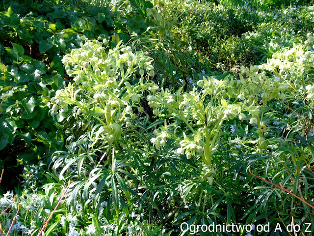 Ciemiernik cuchnący Helleborus foetidus